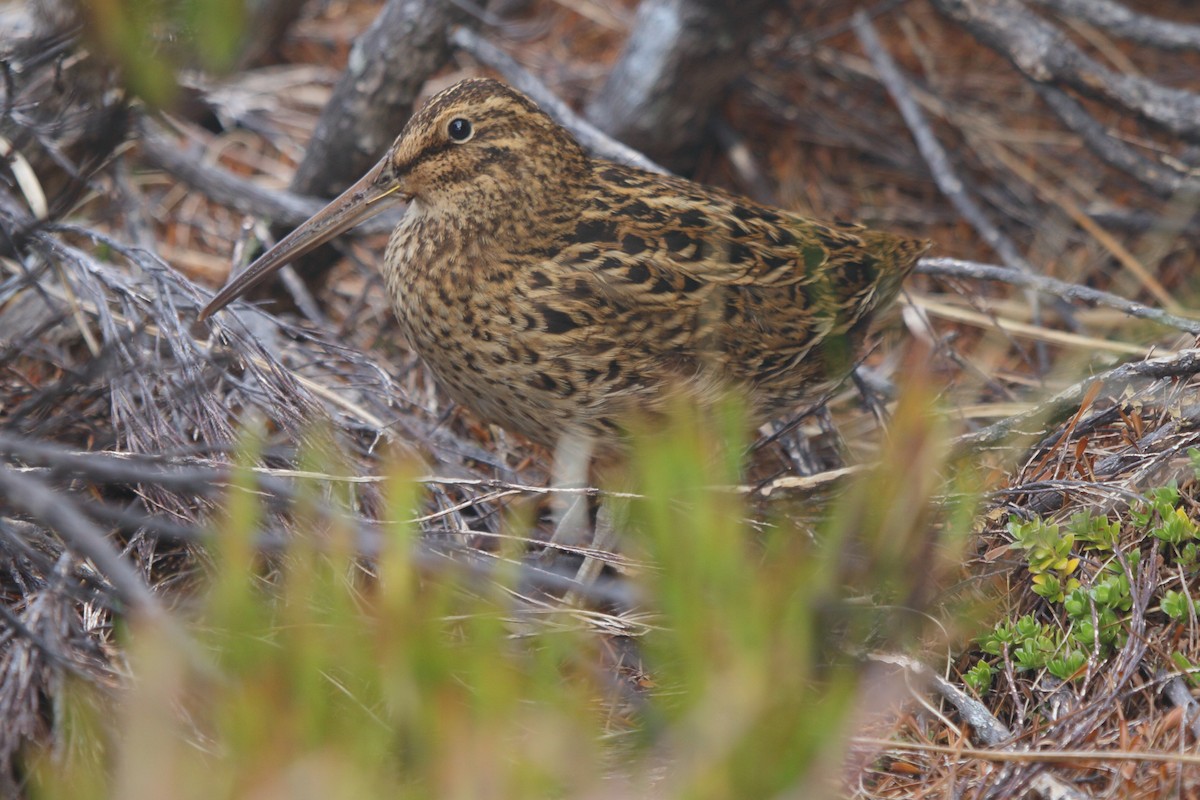 langnebbdvergrugde - ML644539885