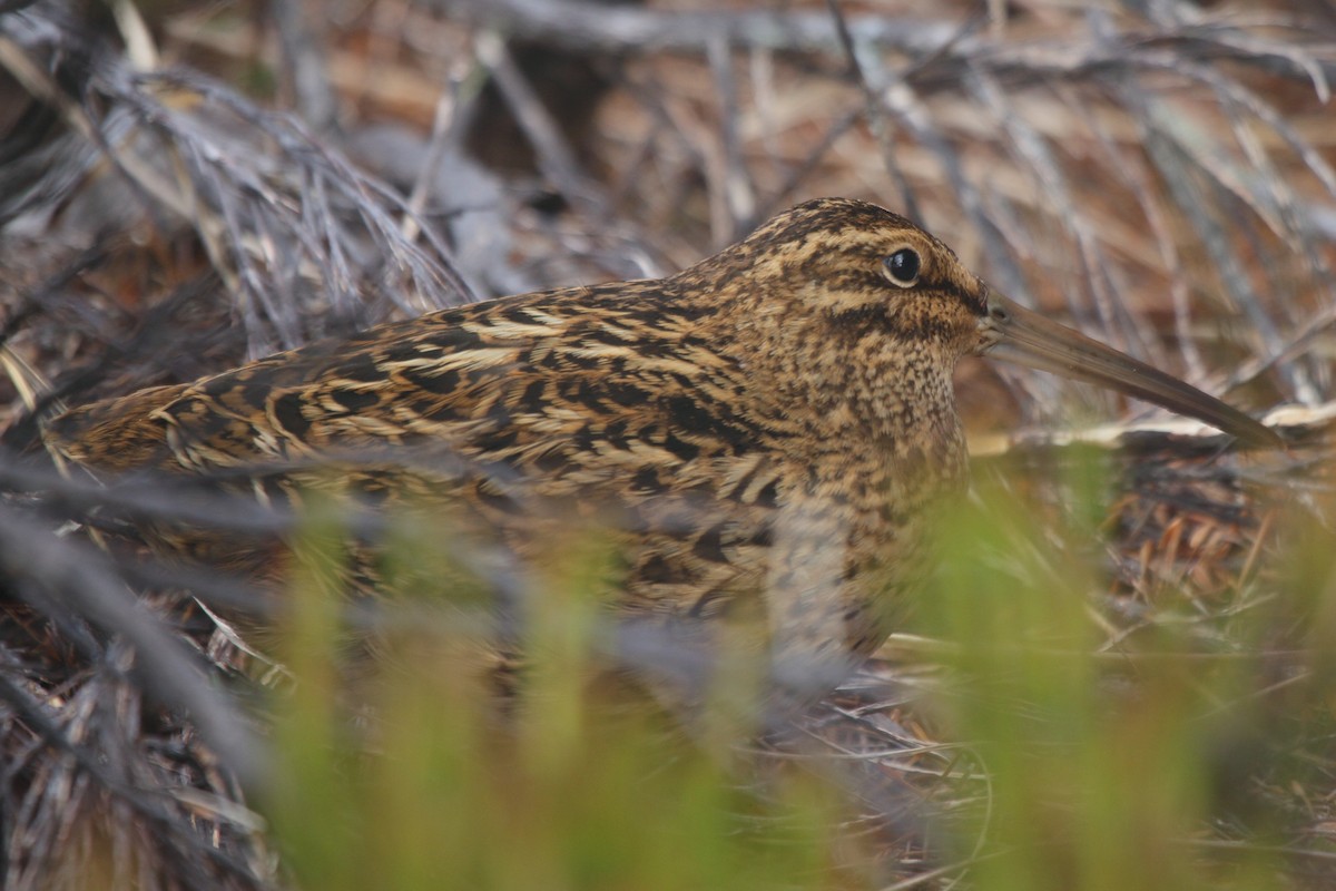 langnebbdvergrugde - ML644539886