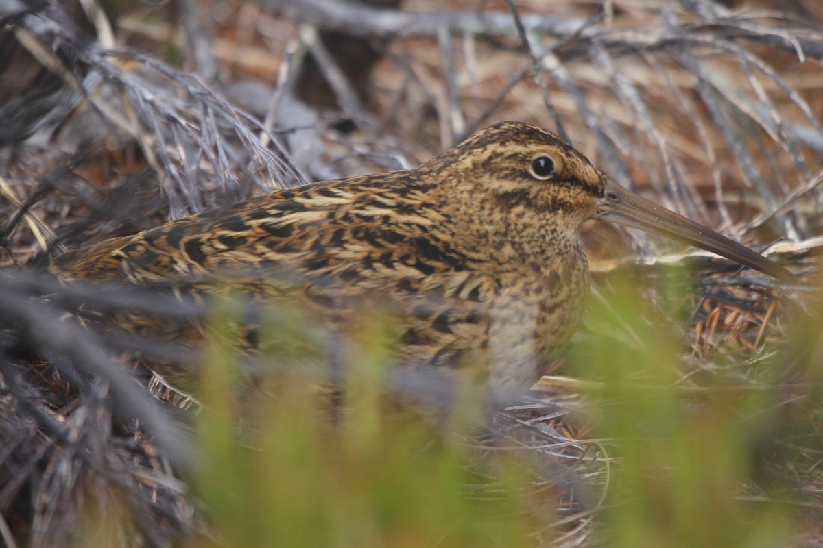 langnebbdvergrugde - ML644539887