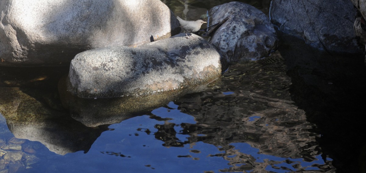 American Dipper - ML644539892