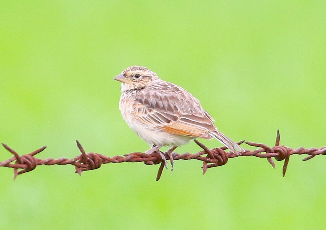 Alondra de Java - ML644539895