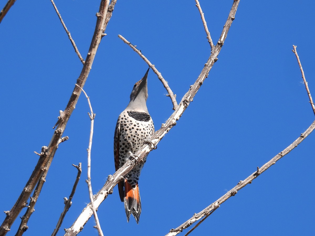 Northern Flicker - ML644539896