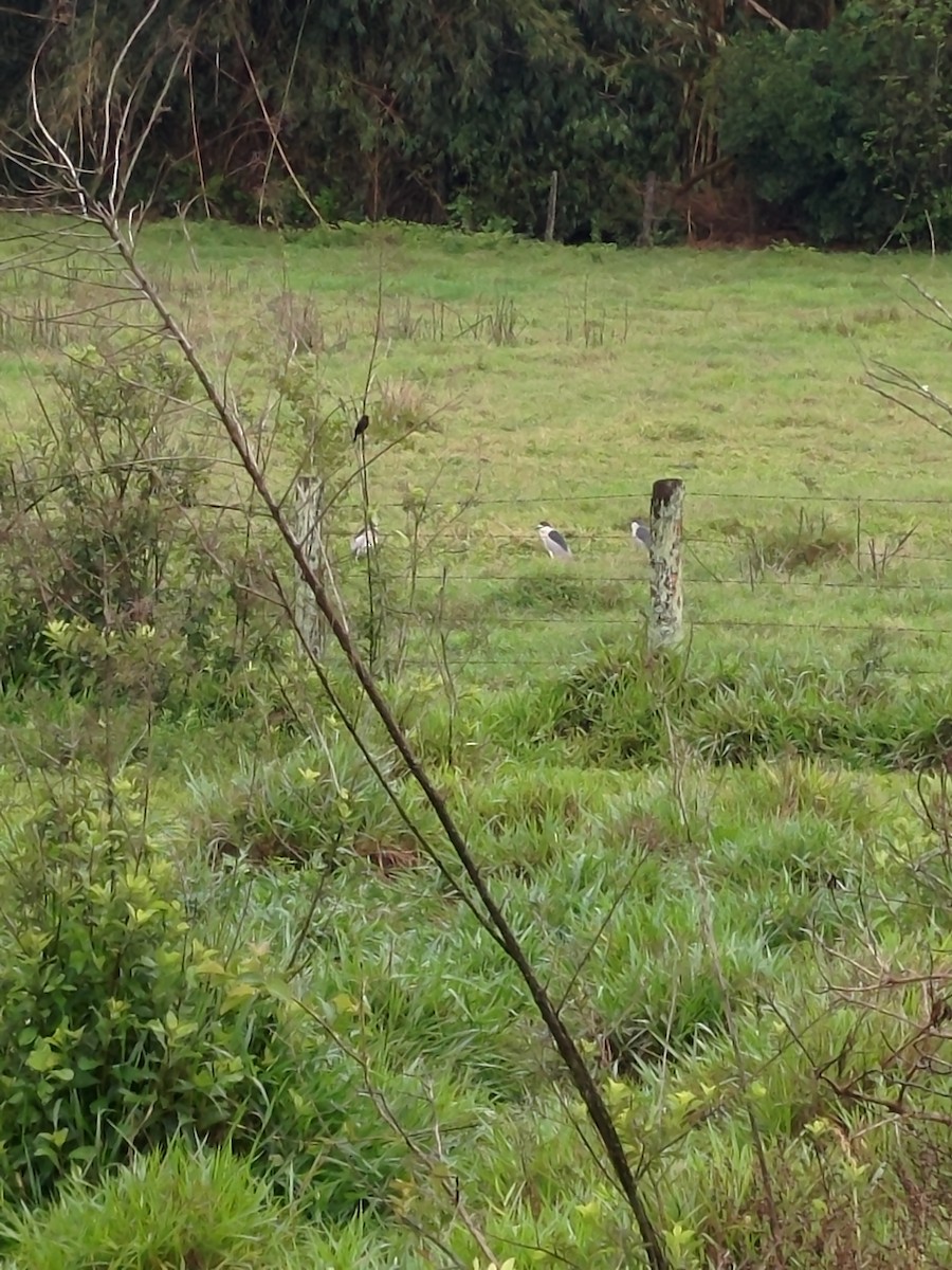 Black-crowned Night Heron - ML644539909