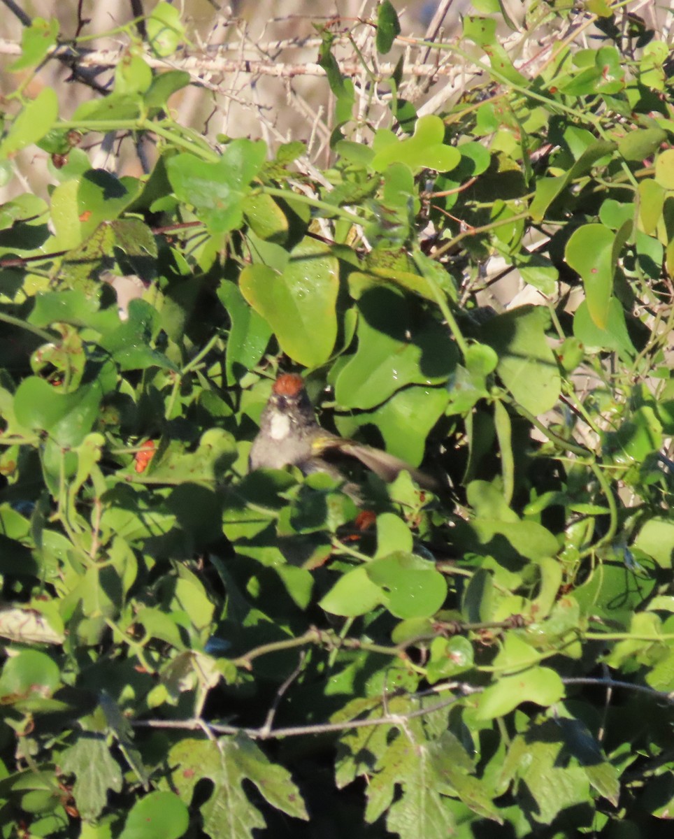 Тауї зеленохвостий - ML644539911