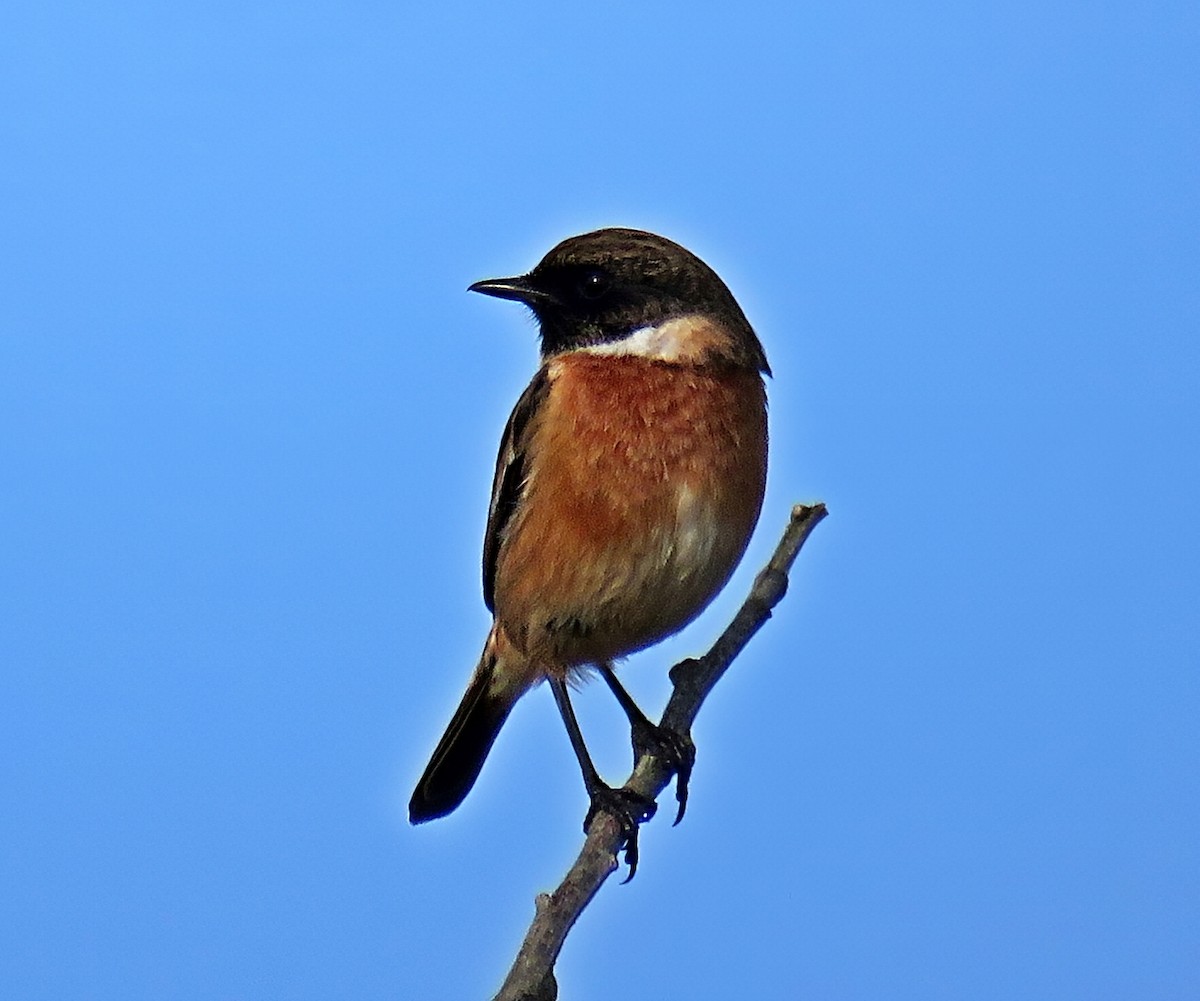 Трав'янка чорноголова - ML644539914