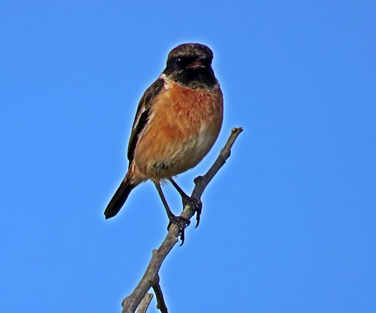 Трав'янка чорноголова - ML644539915