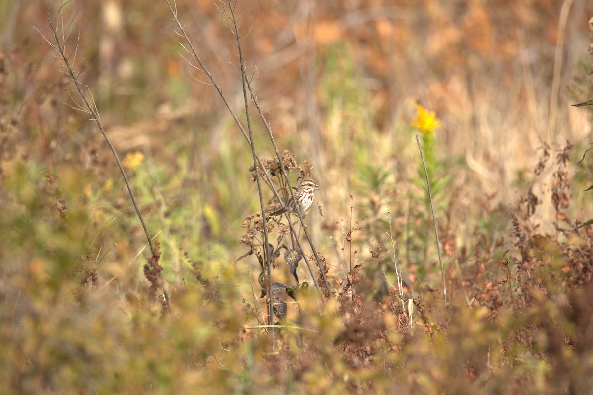 Chingolo Cantor - ML644539930