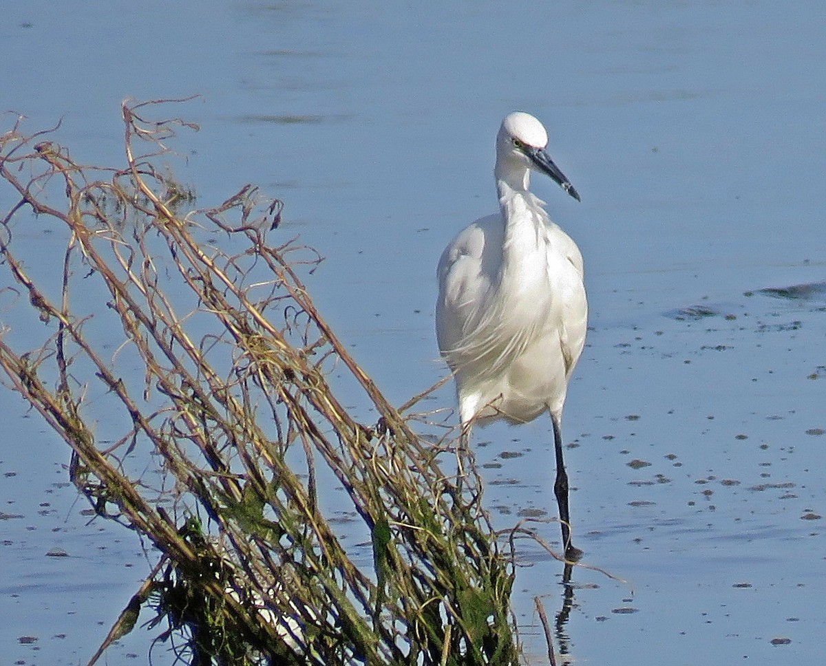 Little Egret - ML644539934