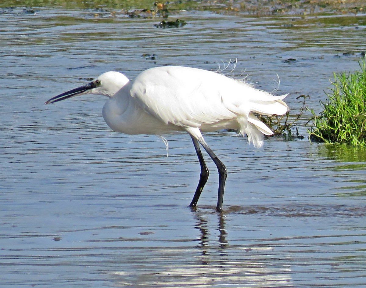 Little Egret - ML644539936