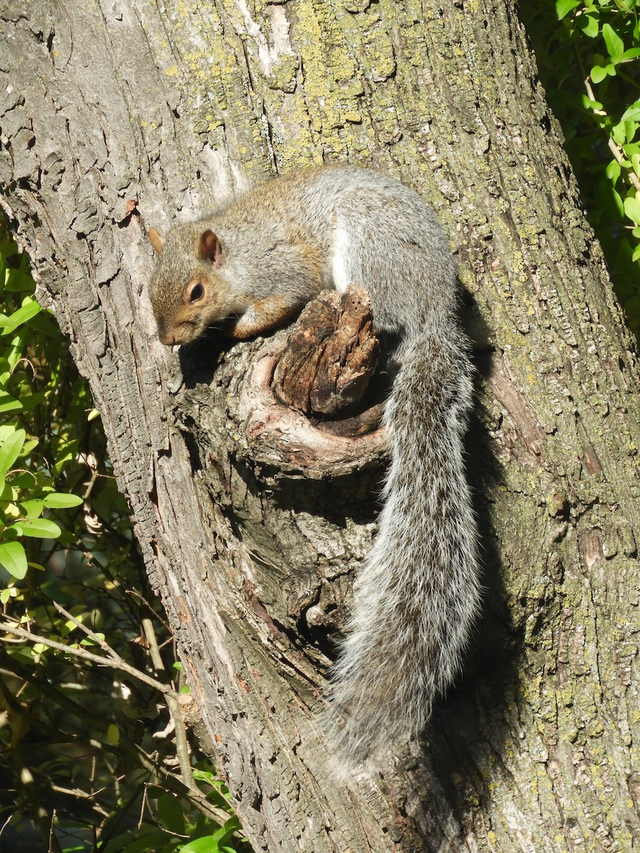 Eastern Gray Squirrel - ML644539938