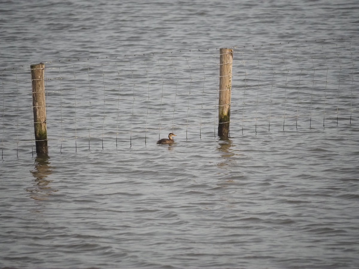 Txilinporta txikia - ML644539939