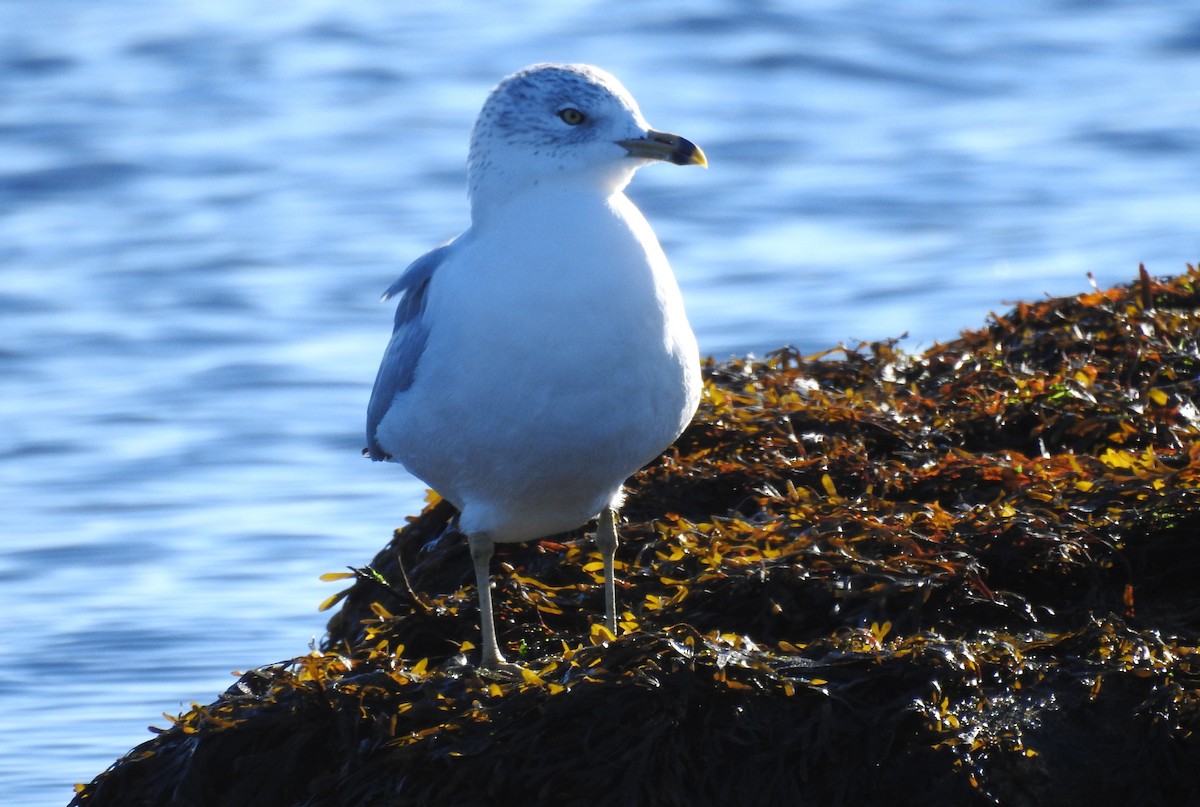 Delawareko kaioa - ML644539941