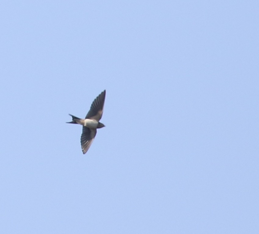 Barn Swallow - ML644539943