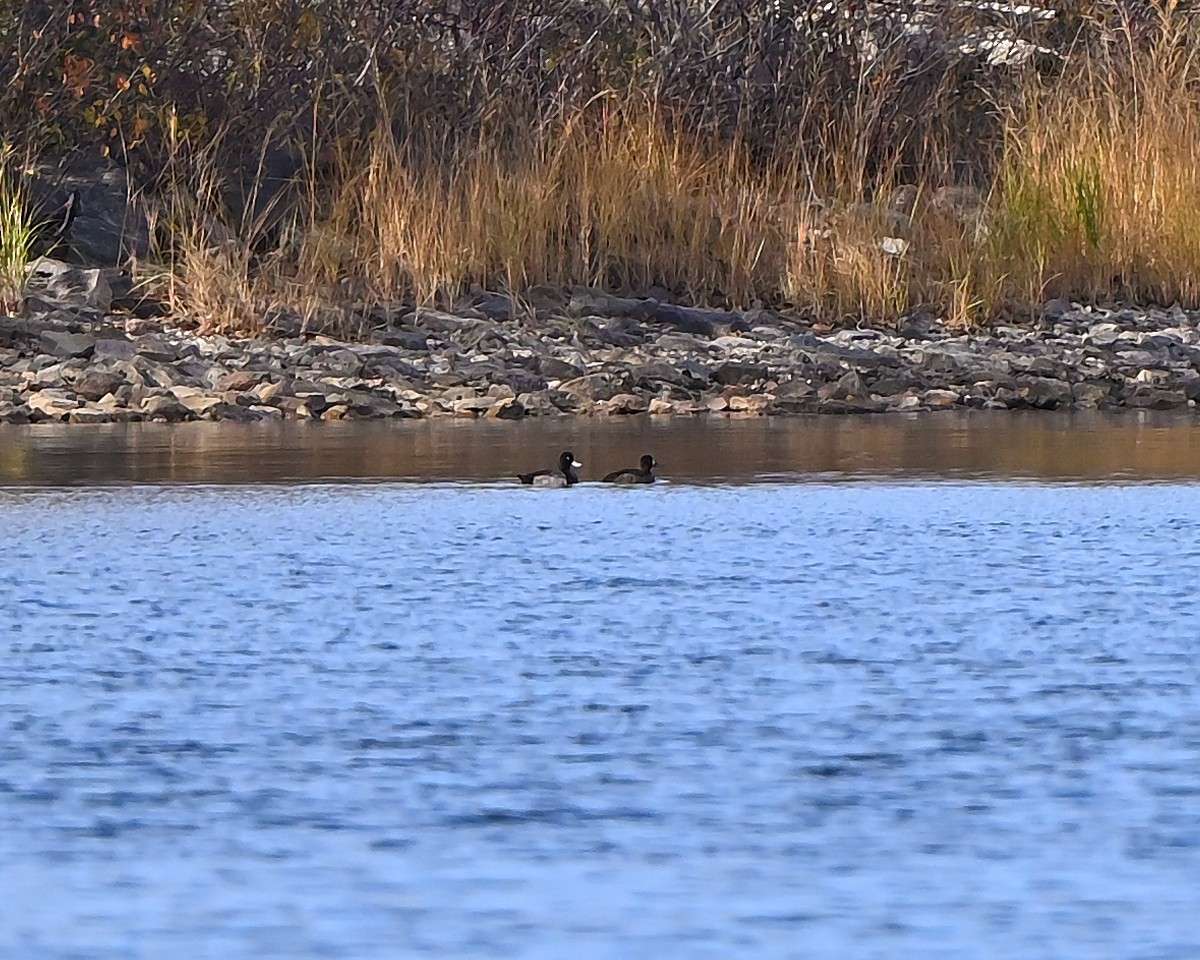 Murgilari handia/txikia - ML644539945