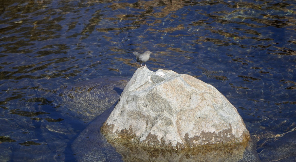 Ur-zozo iparramerikarra - ML644539946