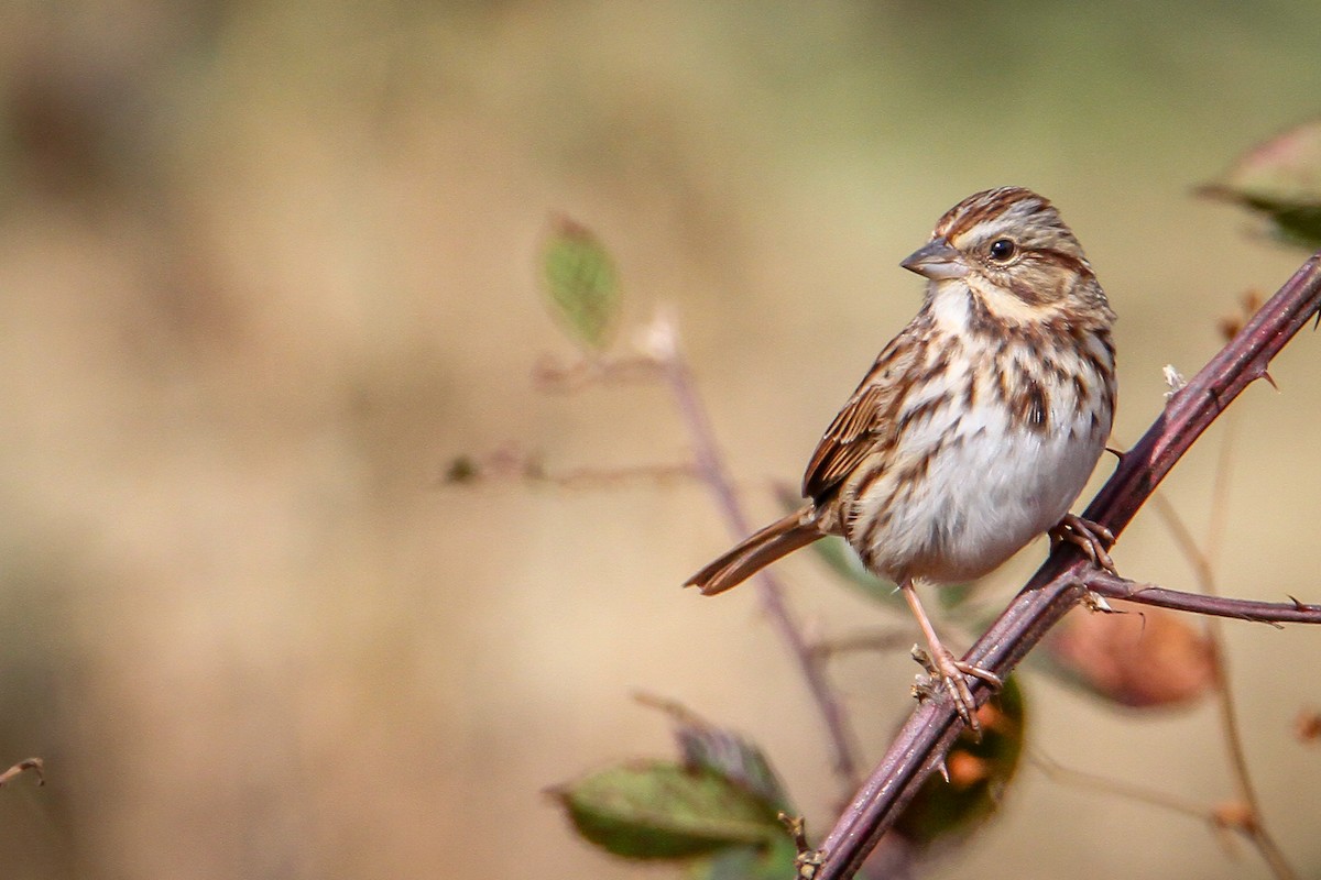 Song Sparrow - ML644539947