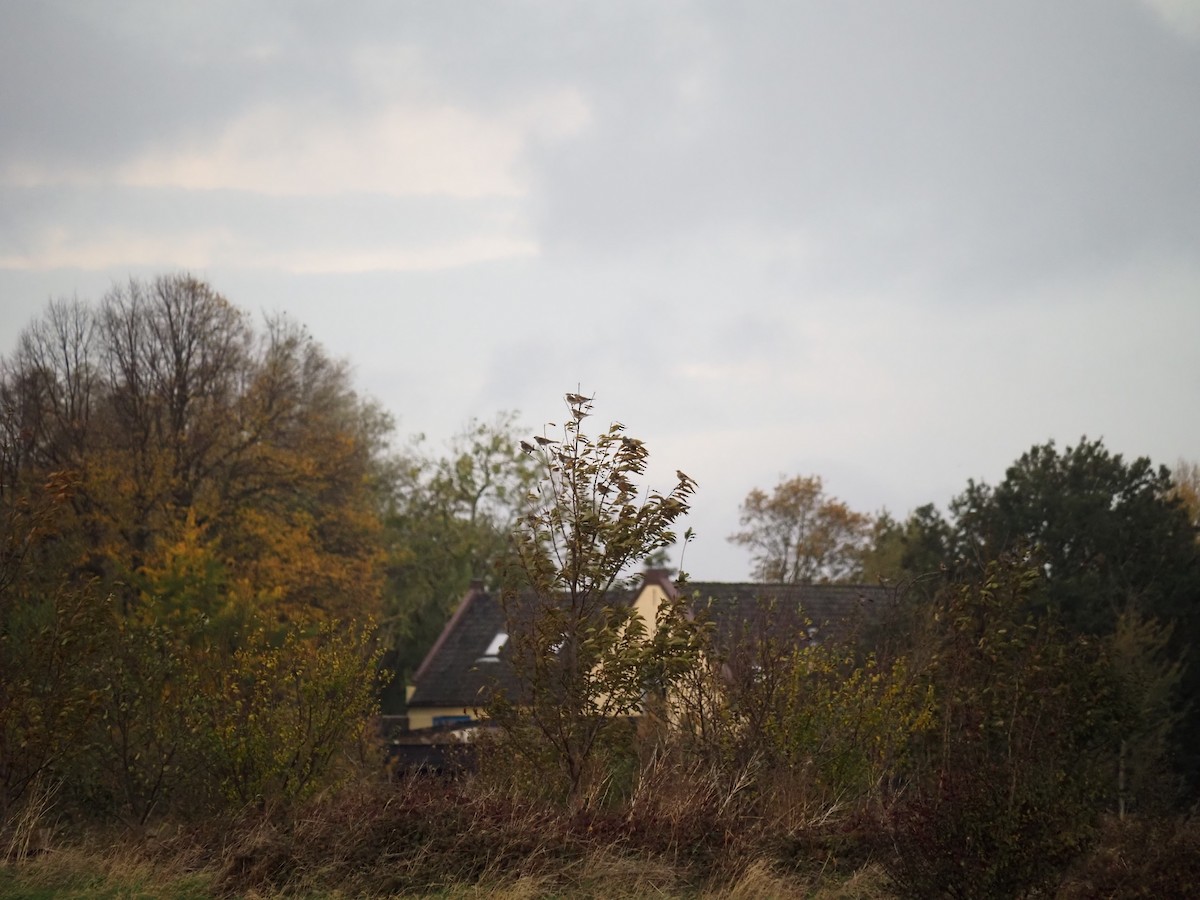 Durdula - ML644539949