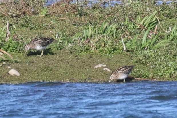 Istingor arrunta - ML644539955