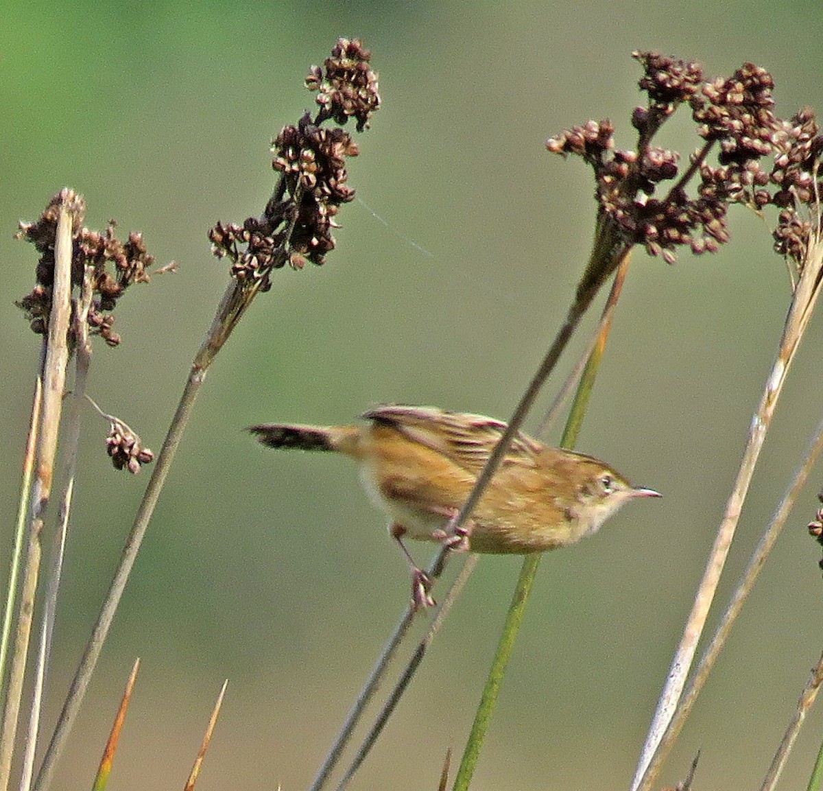 Ihi-txoria - ML644539956