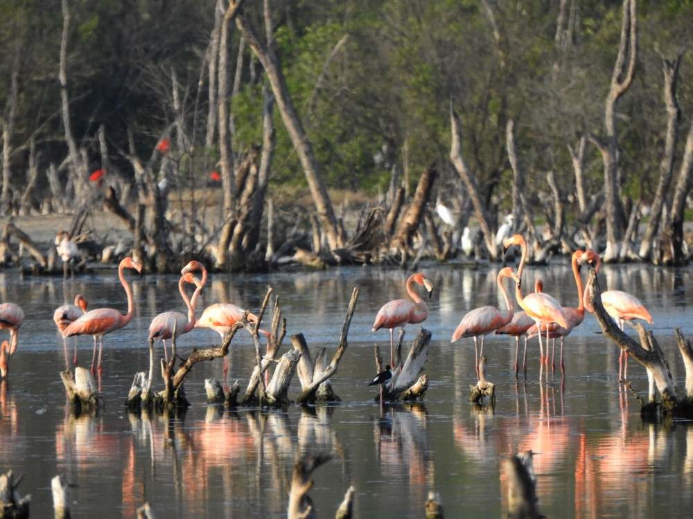 Flamenko gorria - ML644539957