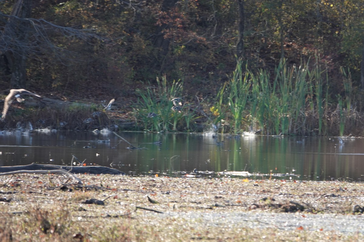 Zertzeta arrunta - ML644539958