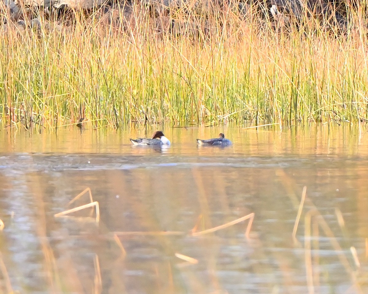 Zerra handia - ML644539960