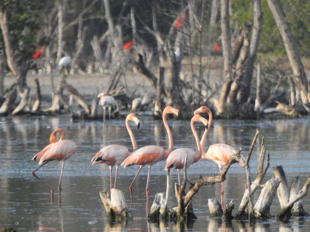 Flamenko gorria - ML644539961