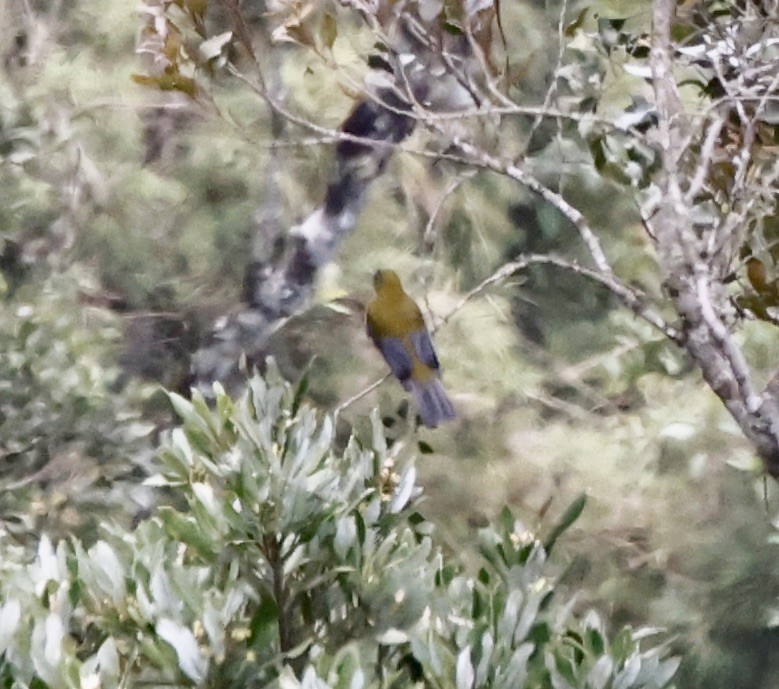 Gray-winged Cotinga - ML644539962