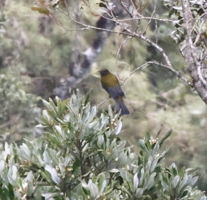 Gray-winged Cotinga - ML644539963