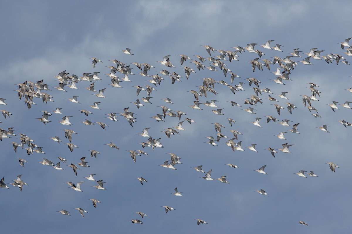 Шармаг элсэг - ML644539964