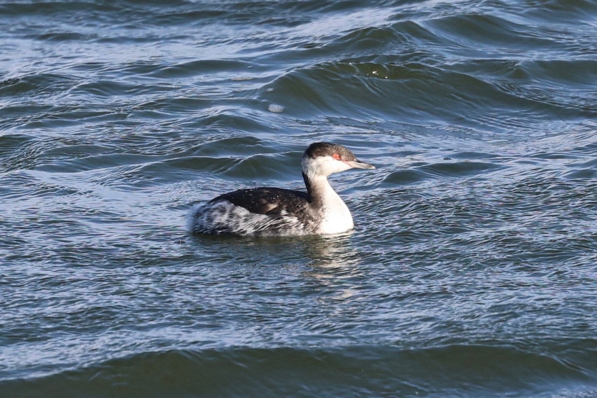 Txilinporta urrebelarria - ML644539965