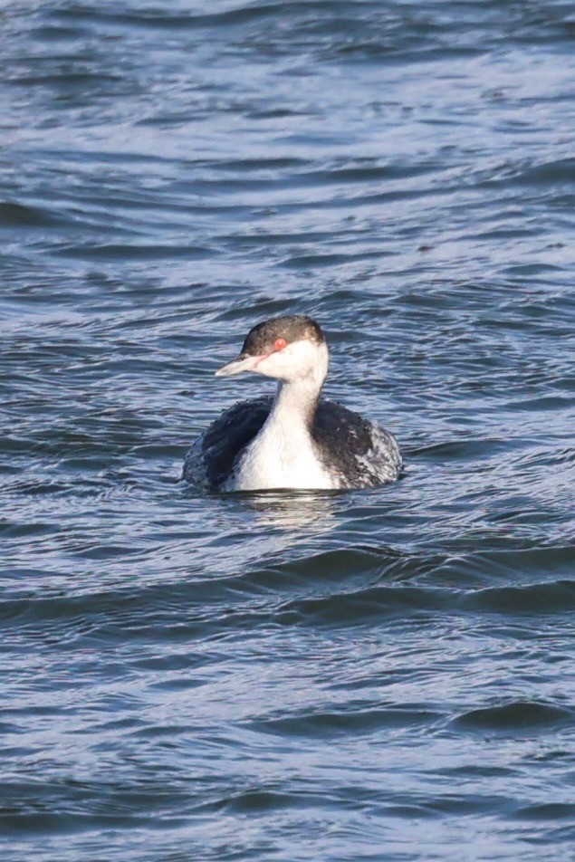 Txilinporta urrebelarria - ML644539966