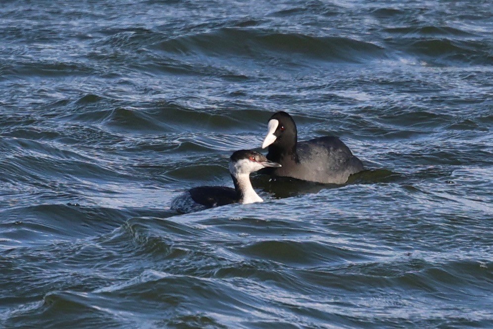 Txilinporta urrebelarria - ML644539967