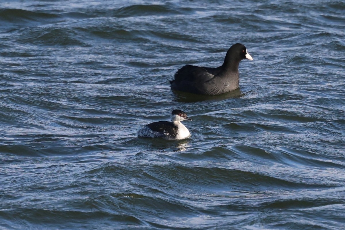 Txilinporta urrebelarria - ML644539968