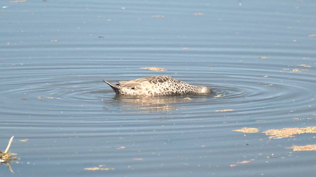 ハイイロコガモ - ML644539969