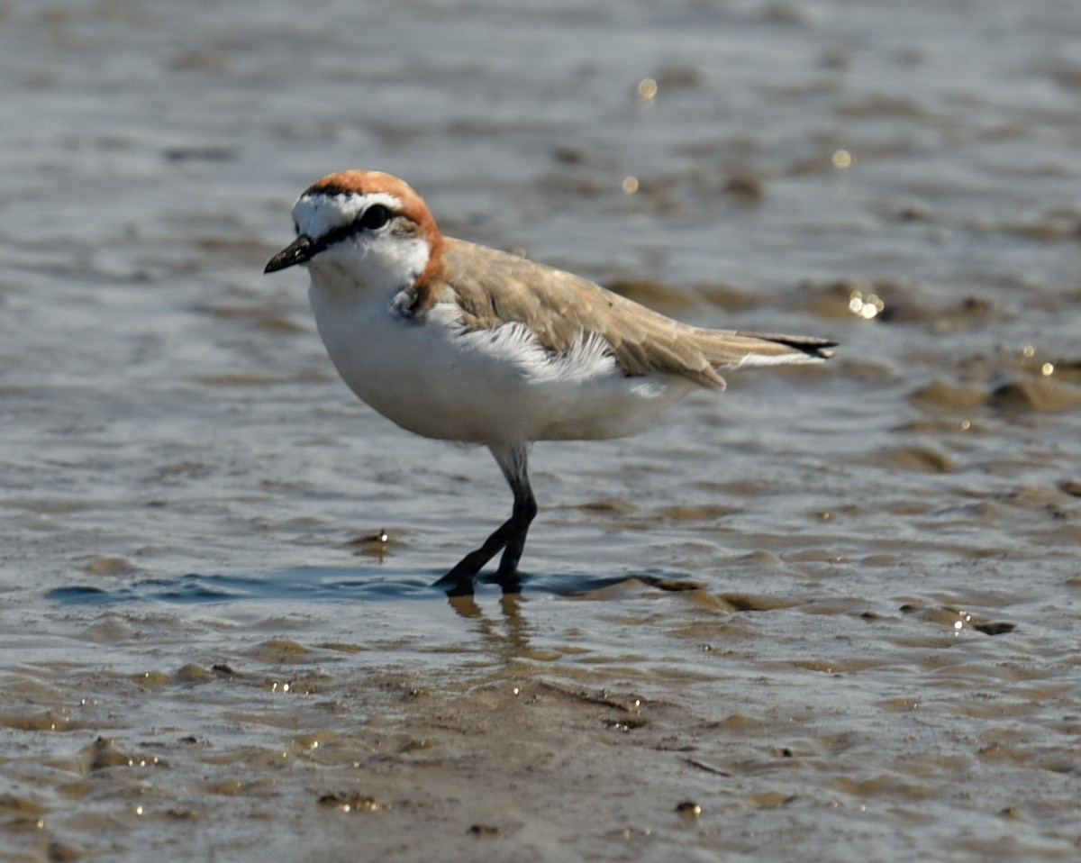 Red-capped Plover - ML644539970