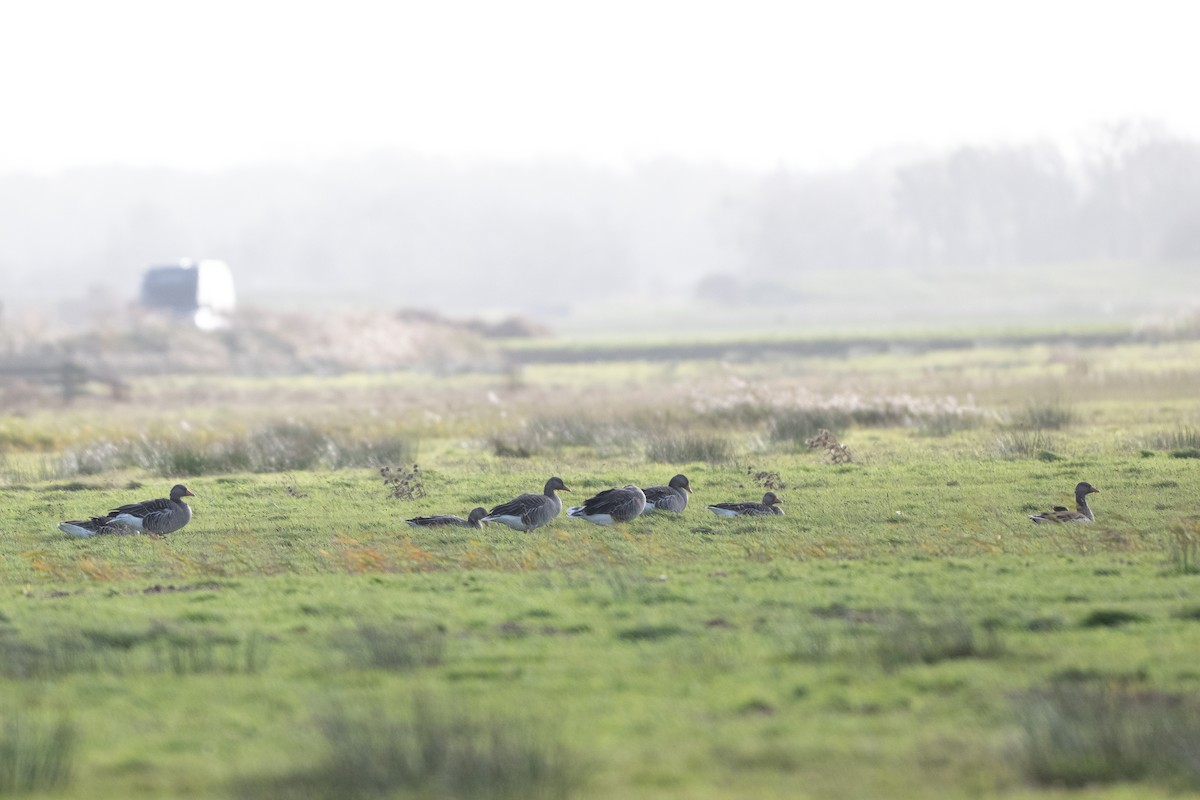 灰雁 - ML644539971