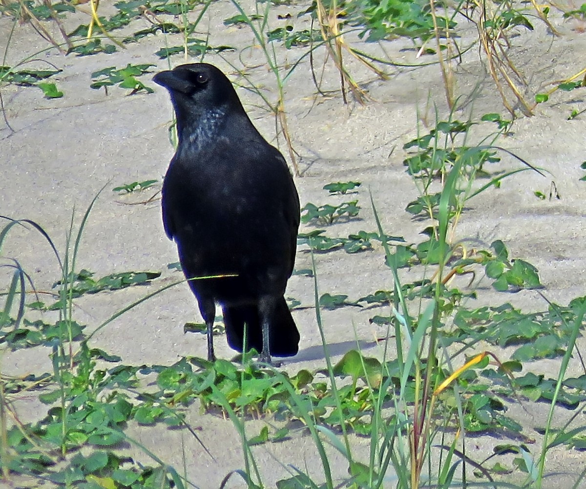 Belabeltza - ML644539972