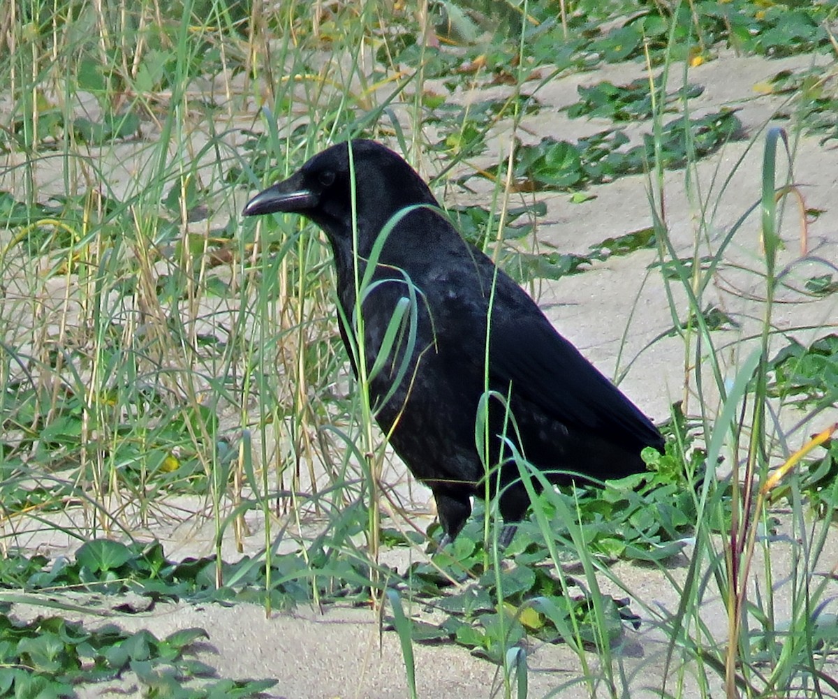 Belabeltza - ML644539973