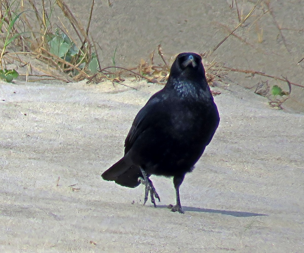 Belabeltza - ML644539974