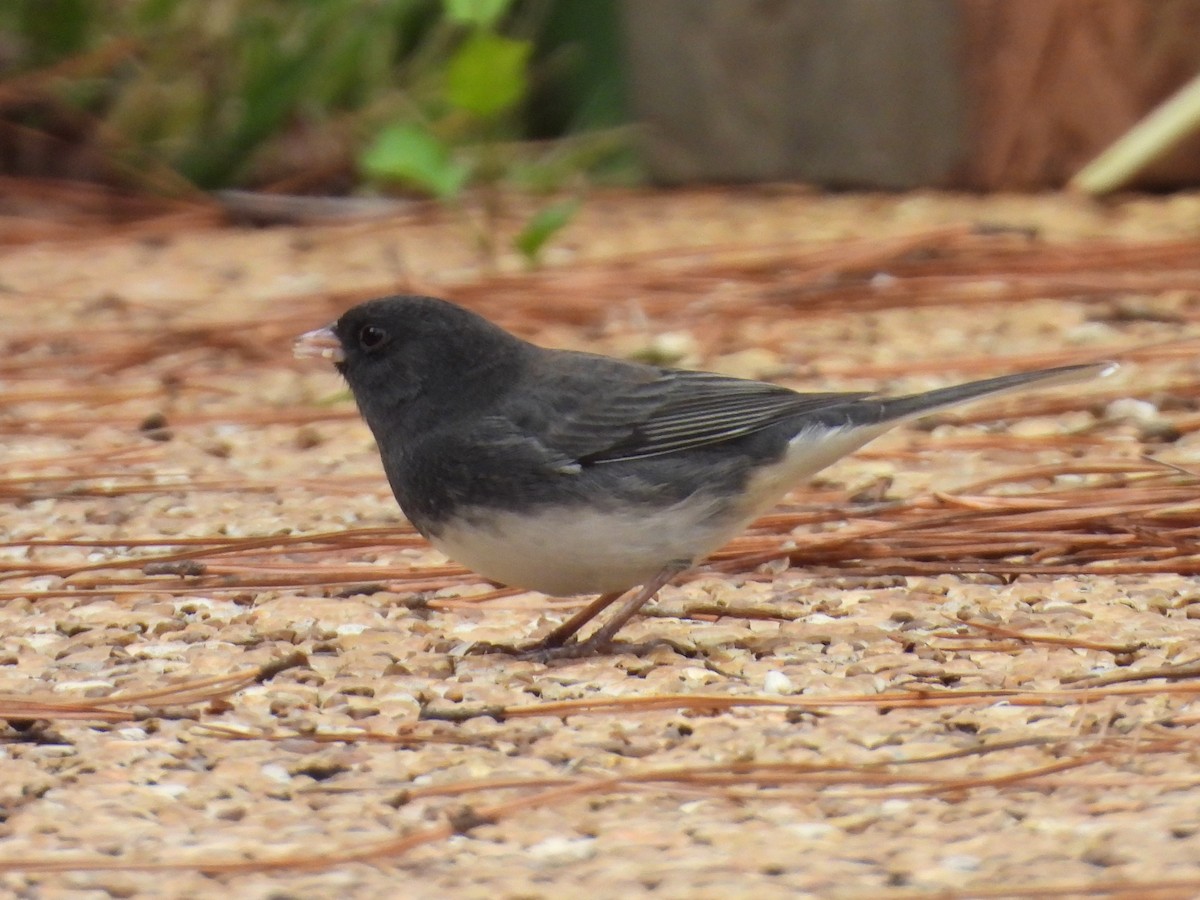 Dark-eyed Junco - ML644539975