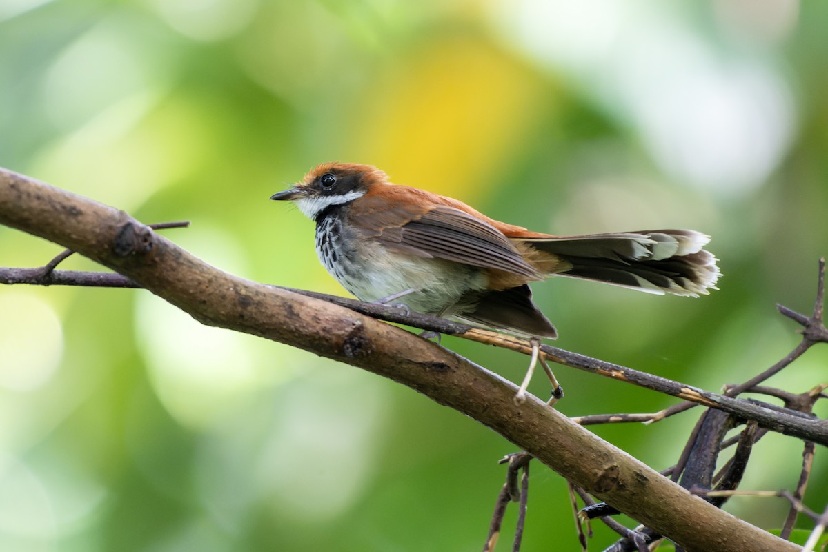 Manus Fantail - ML644539978