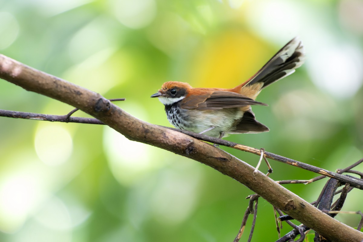 Manus Fantail - ML644539979