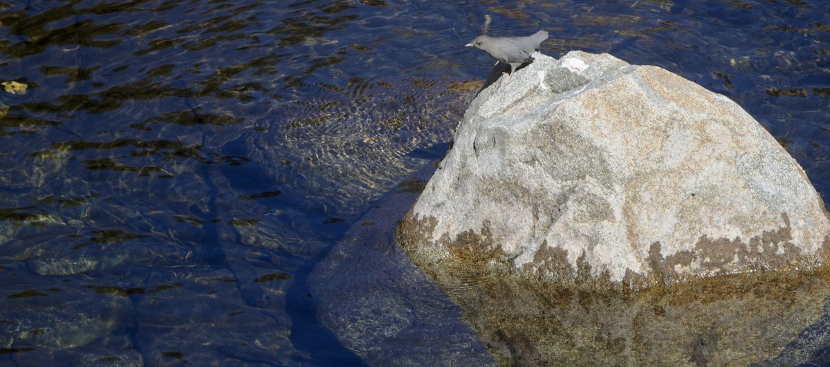 American Dipper - ML644539980
