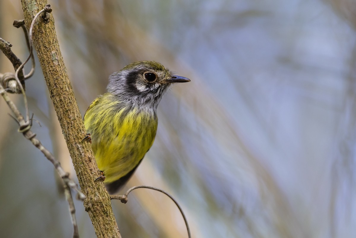 Eared Pygmy-Tyrant - ML644539981