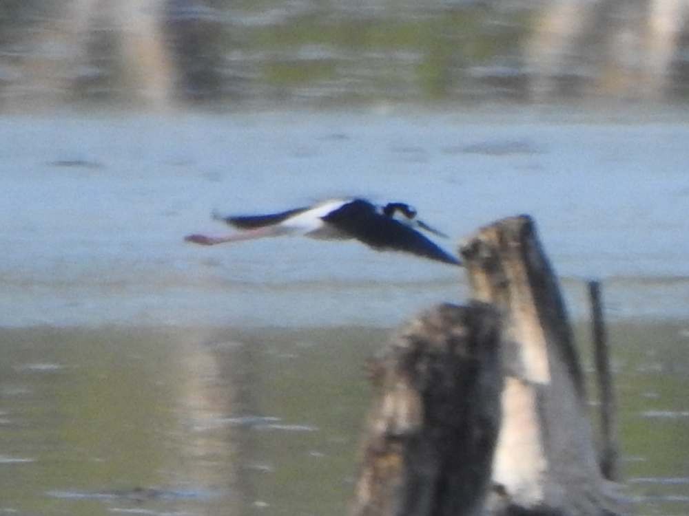 Échasse d'Amérique - ML644539982