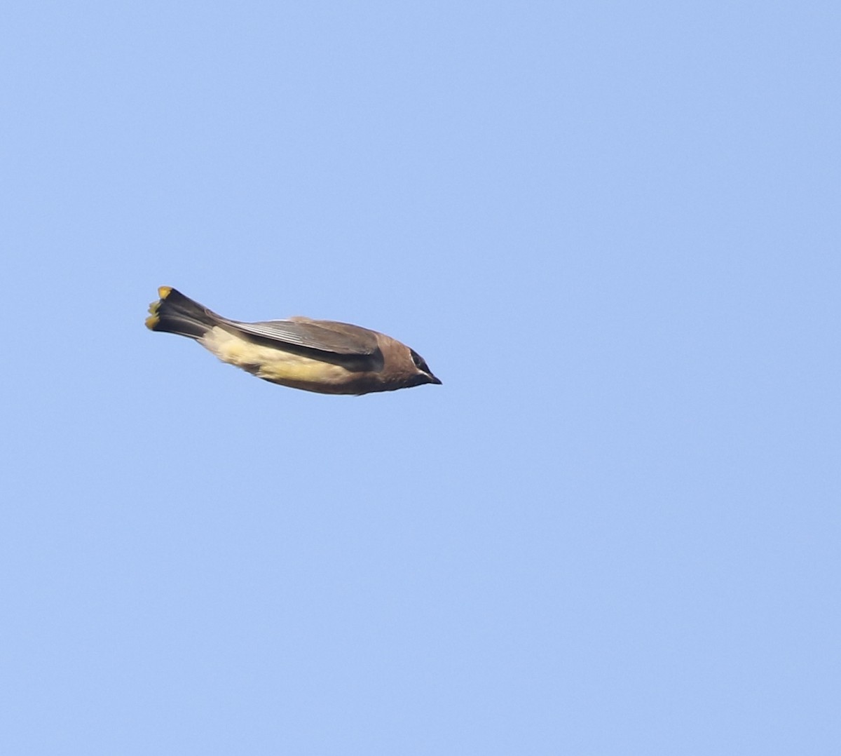 Cedar Waxwing - ML644539985