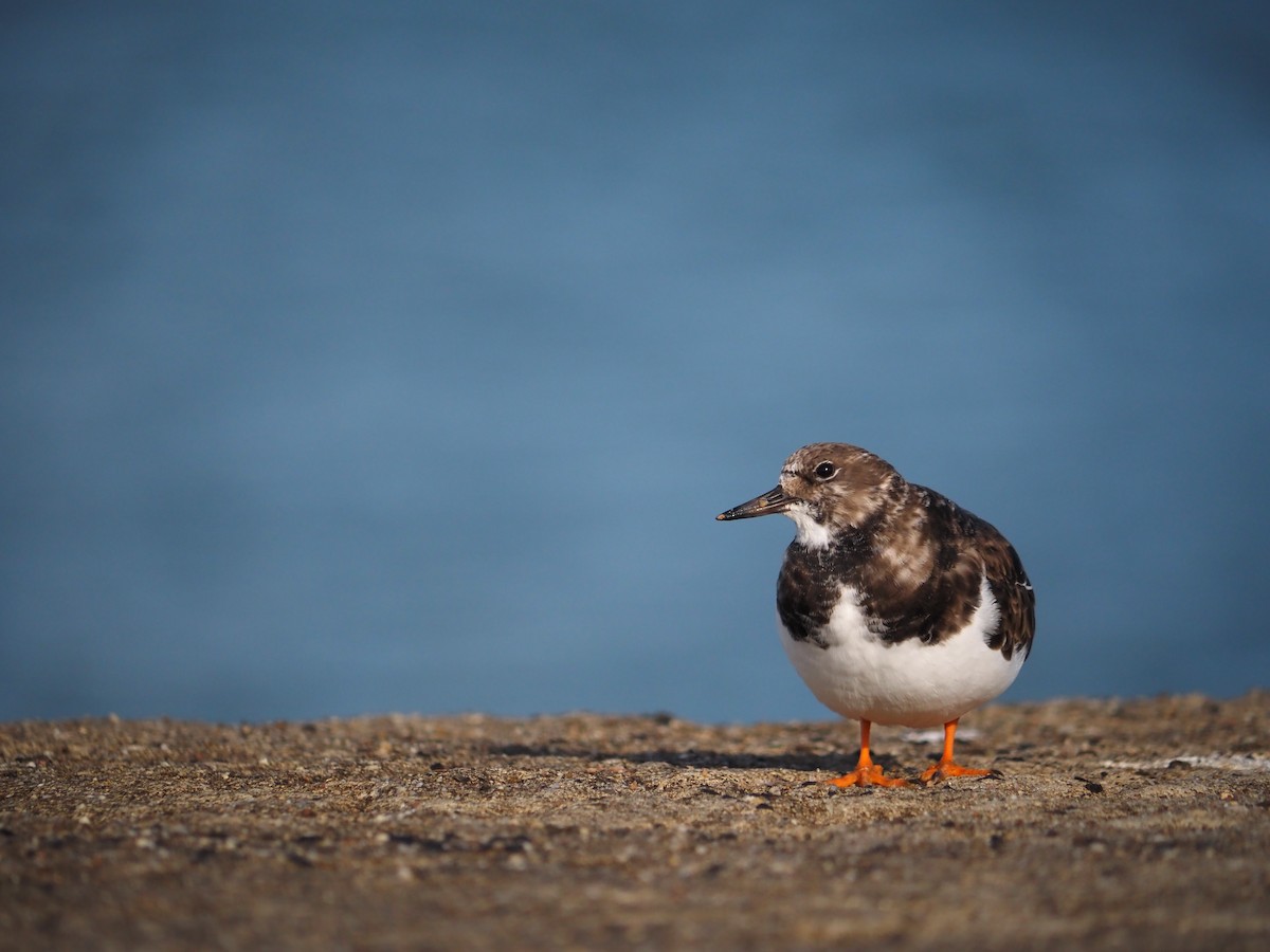 kamenáček pestrý - ML644539989