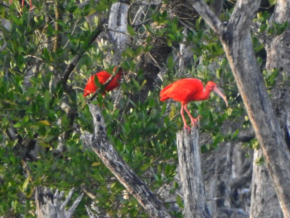 Al Aynak - ML644539993