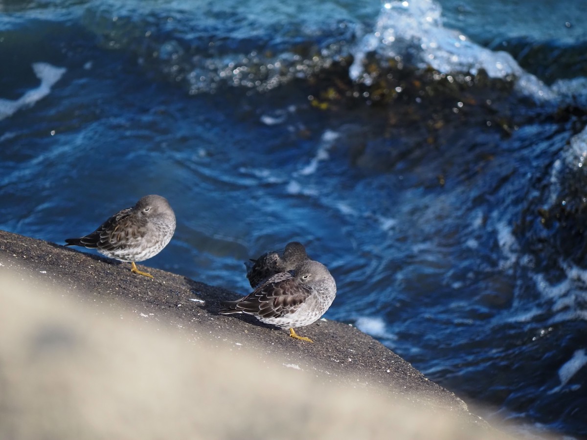 jespák mořský - ML644539998